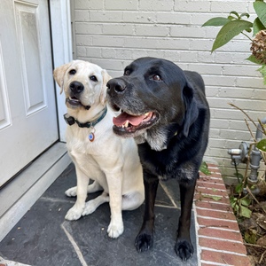Stanley and Bruce The CBS 6 Storm Dogs